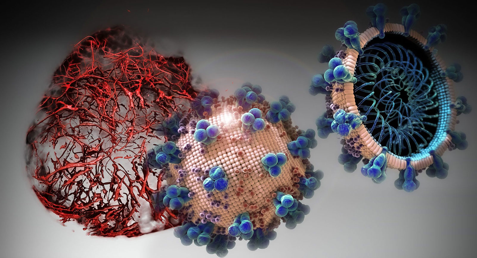 Host response mediators in coronavirus infection – ARBs CORONA II